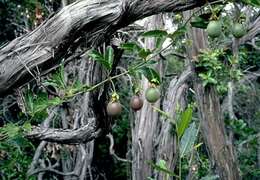 Image of Passion fruit