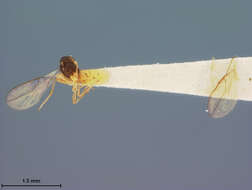 Image of Aspilota cultrata Fischer 1971