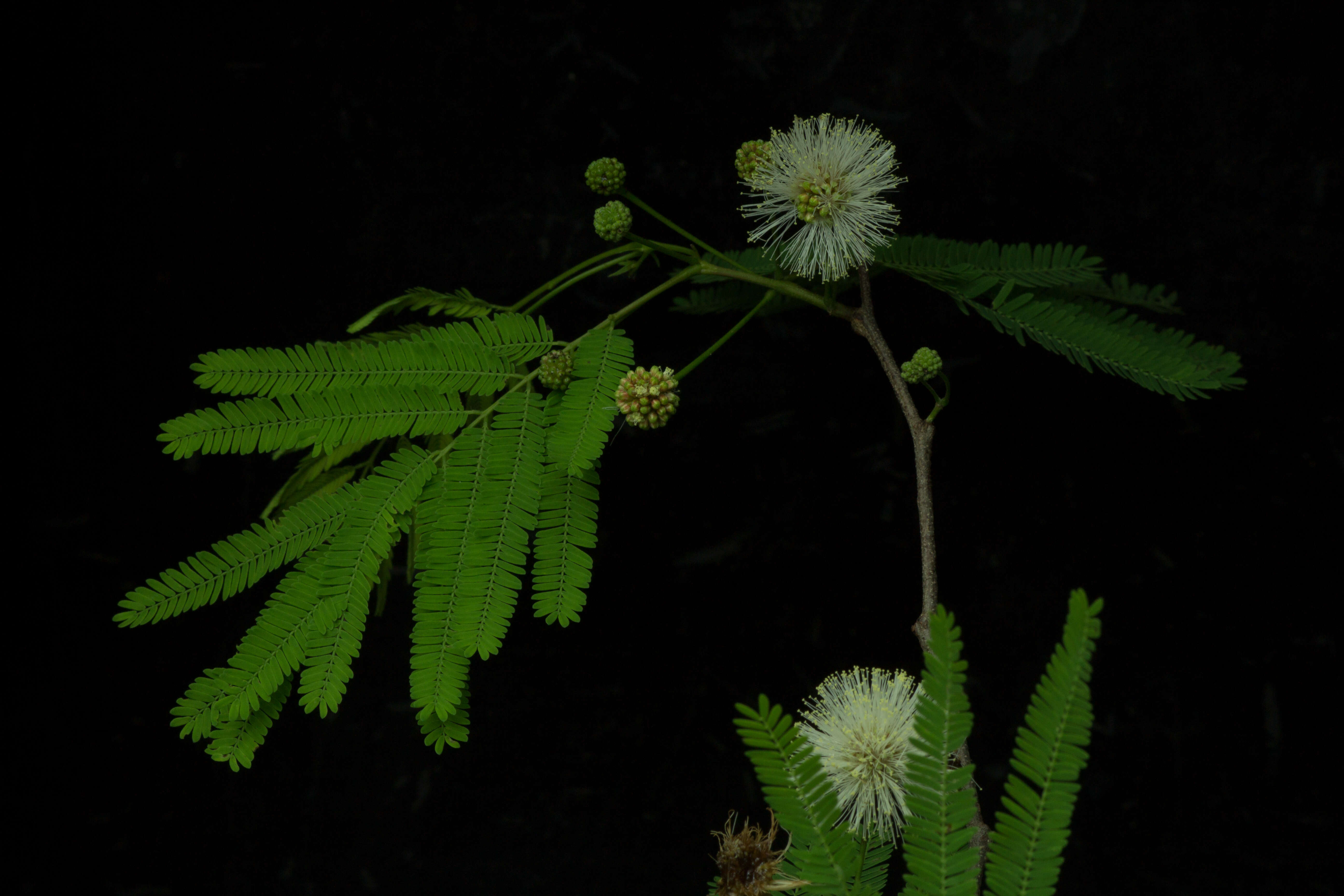 Plancia ëd Lysiloma divaricatum (Jacq.) J. F. Macbr.