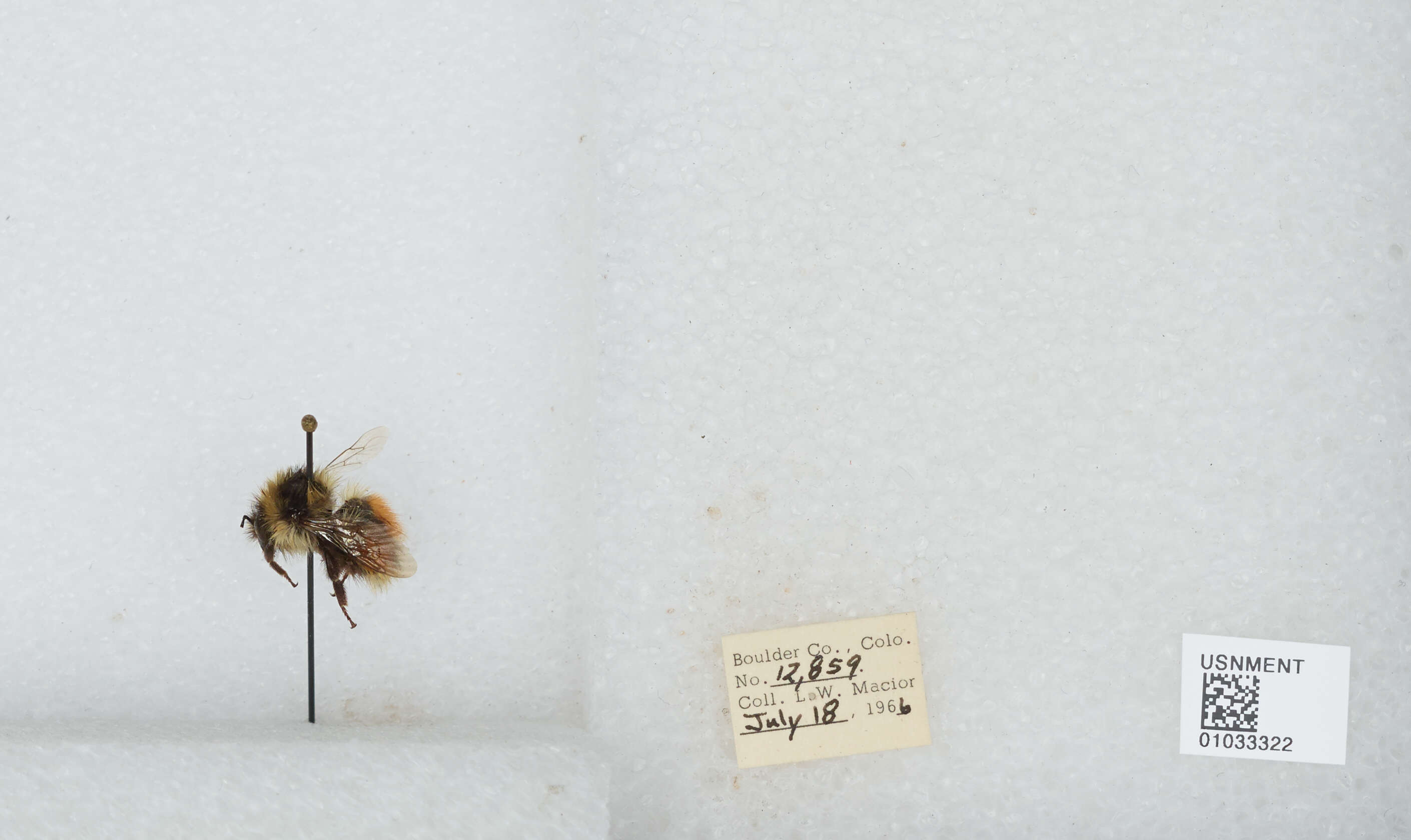 Image de Bombus sylvicola Kirby 1837