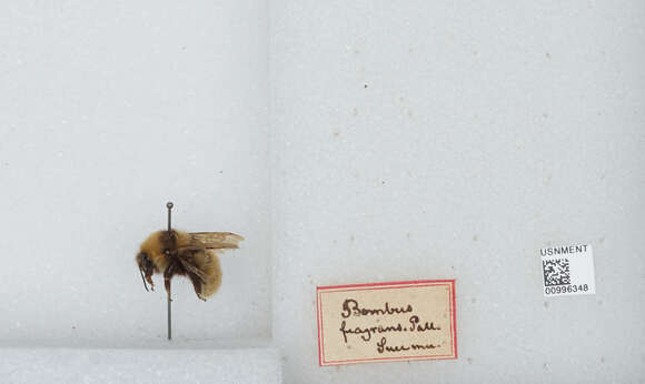 Imagem de Bombus distinguendus Morawitz 1869