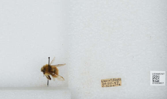 Image de Bombus sylvicola Kirby 1837