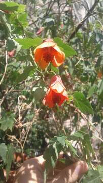 Image of Abutilon Tourn. ex Mill.