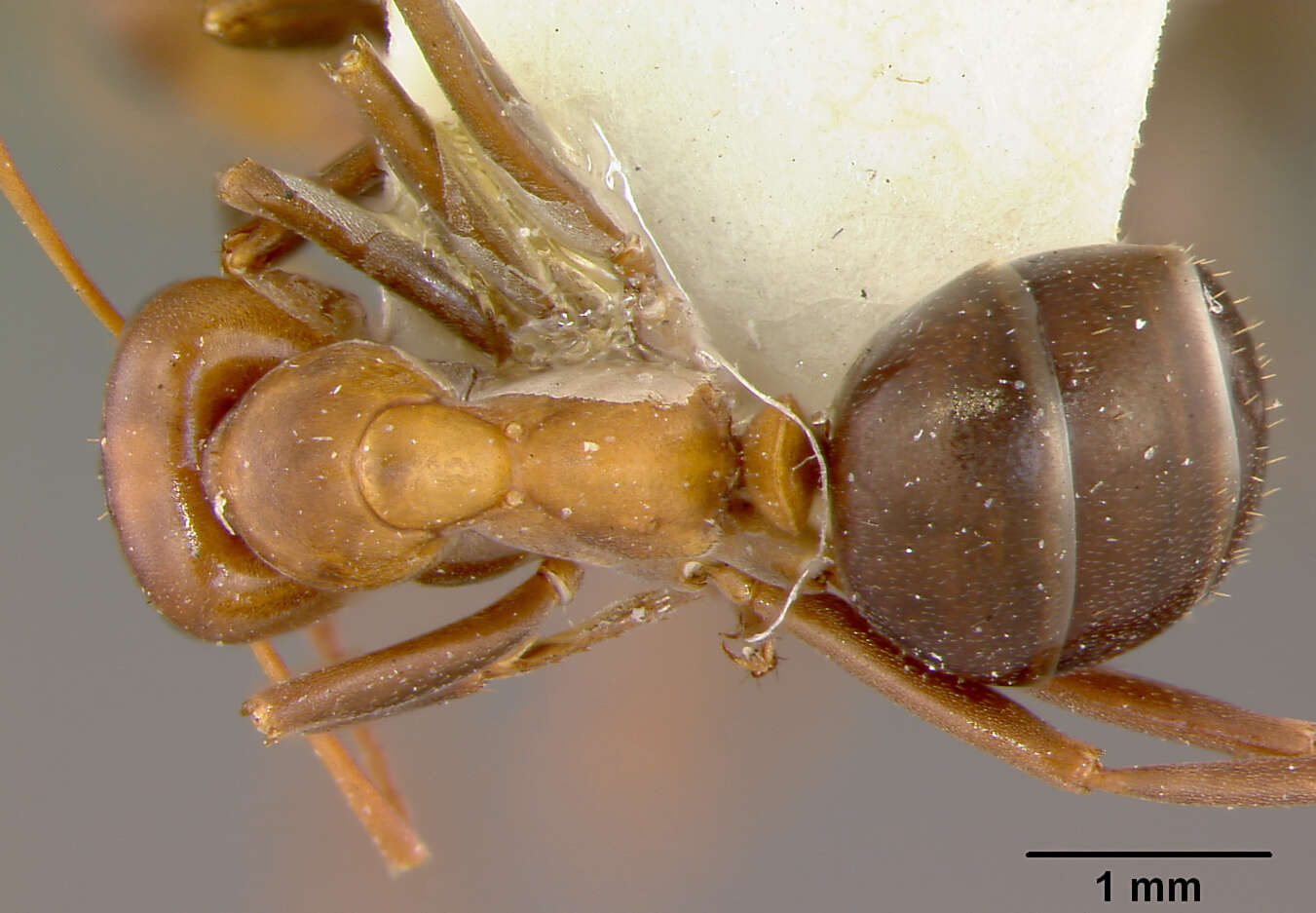 Image of Allegheny Mound Ant