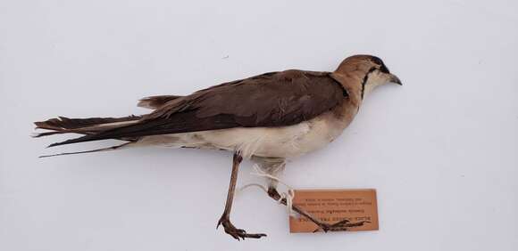 Image of Black-winged Pratincole