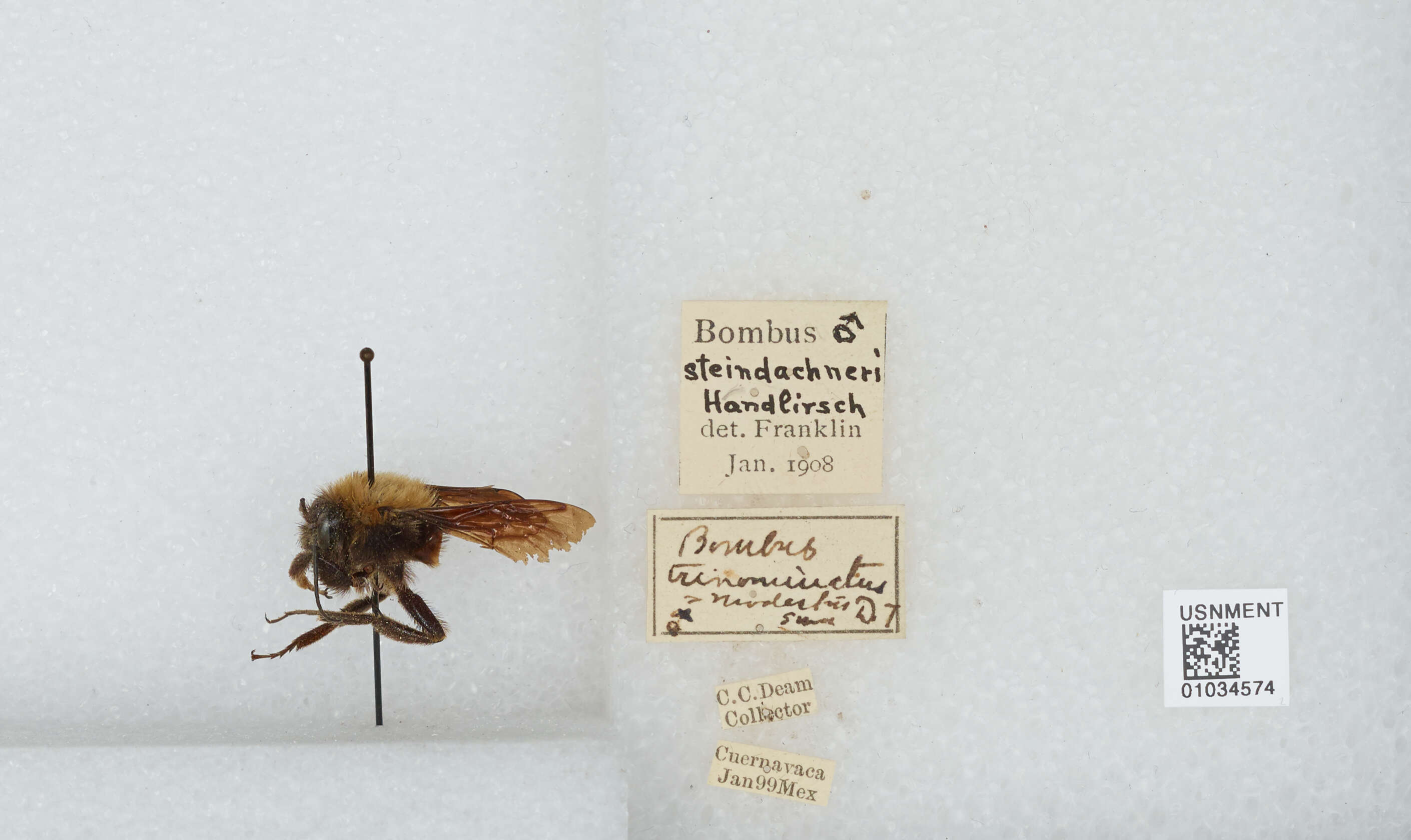 Image of Bombus steindachneri Handlirsch 1888