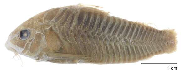 Image of bronze corydoras