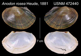 Image of Anodon rosea Heude