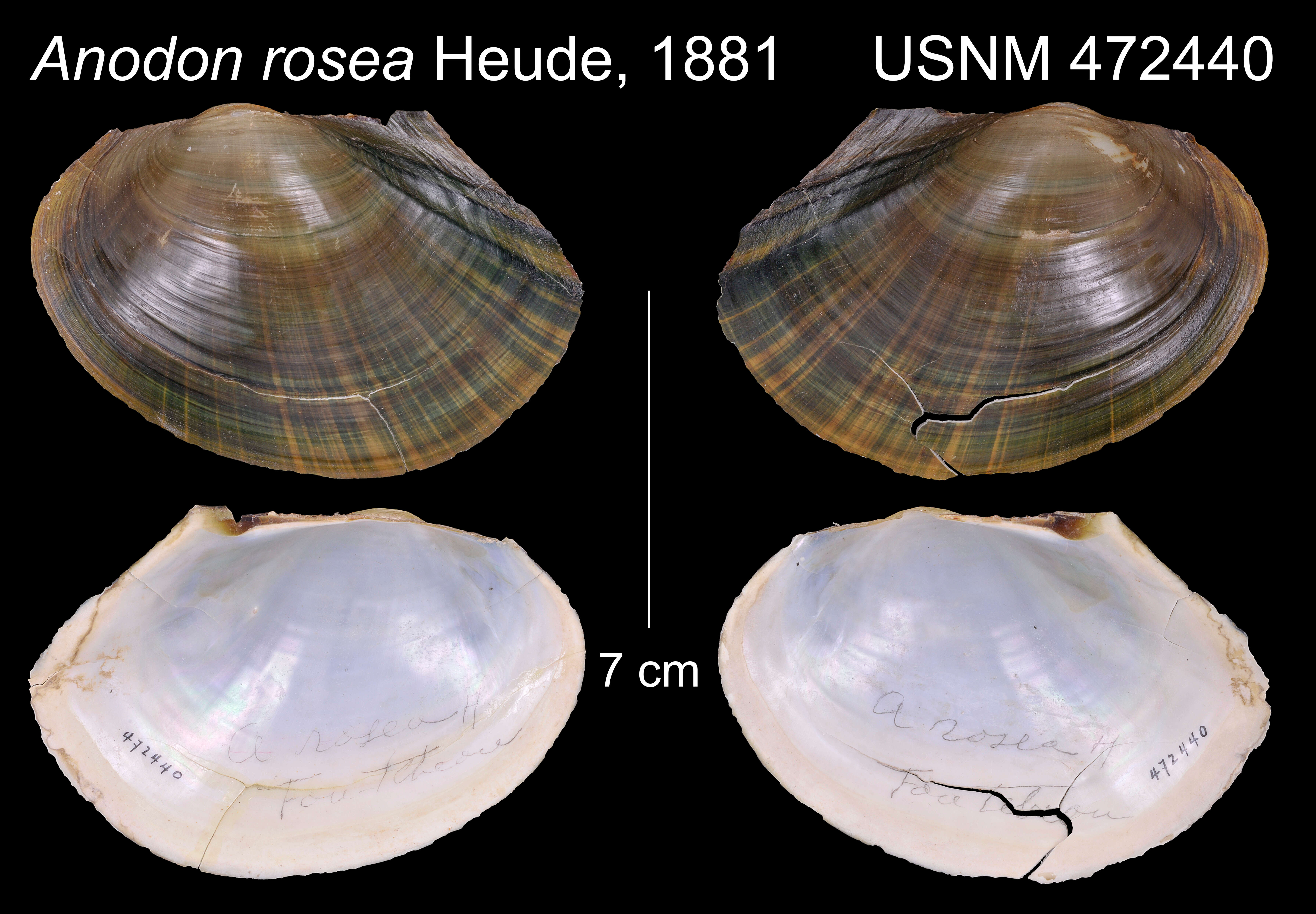 Image of Anodon rosea Heude