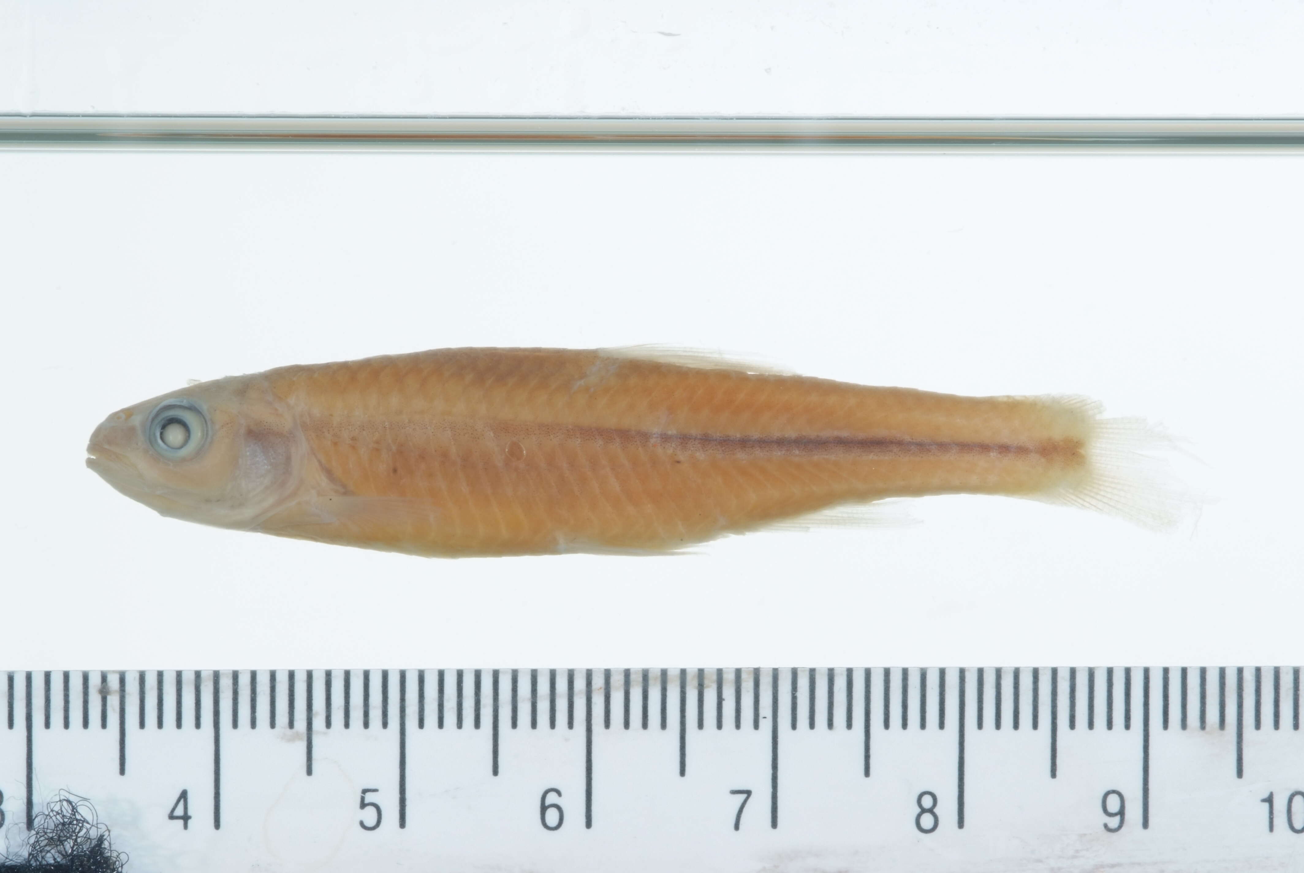 Image of Alabama shiner