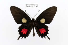 صورة Parides tros (Fabricius 1793)