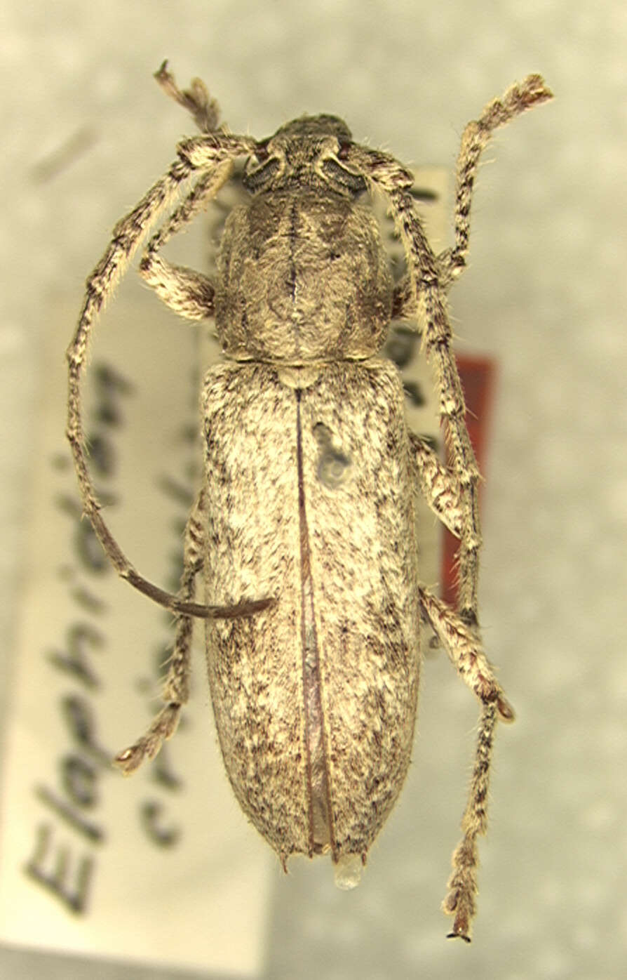 Anelaphus crispulus (Fisher 1947) resmi