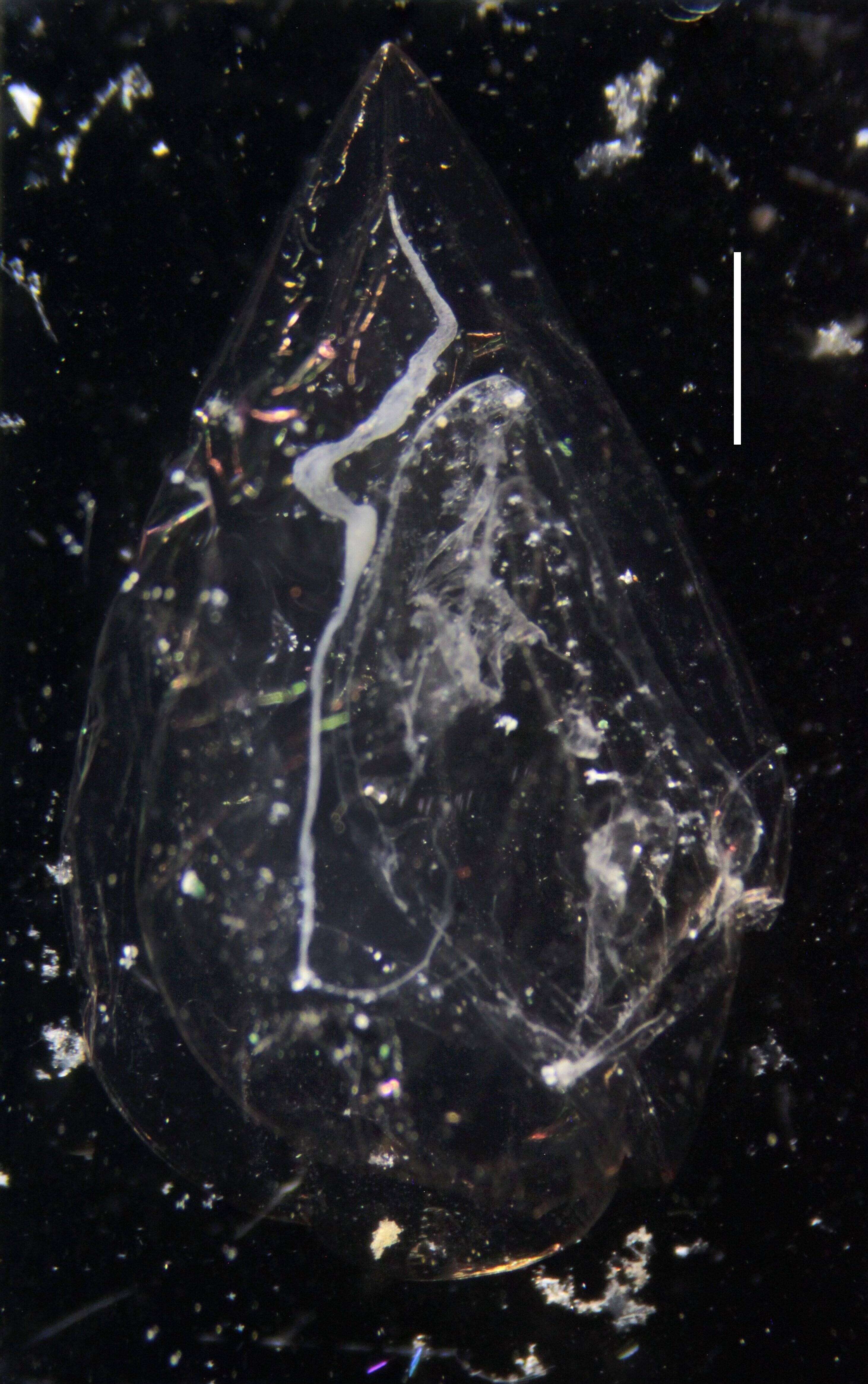 Image of Clausophyes galeata Lens & van Riemsdijk 1908