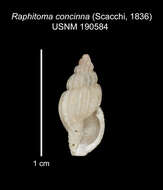 صورة Leufroyia concinna (Scacchi 1836)