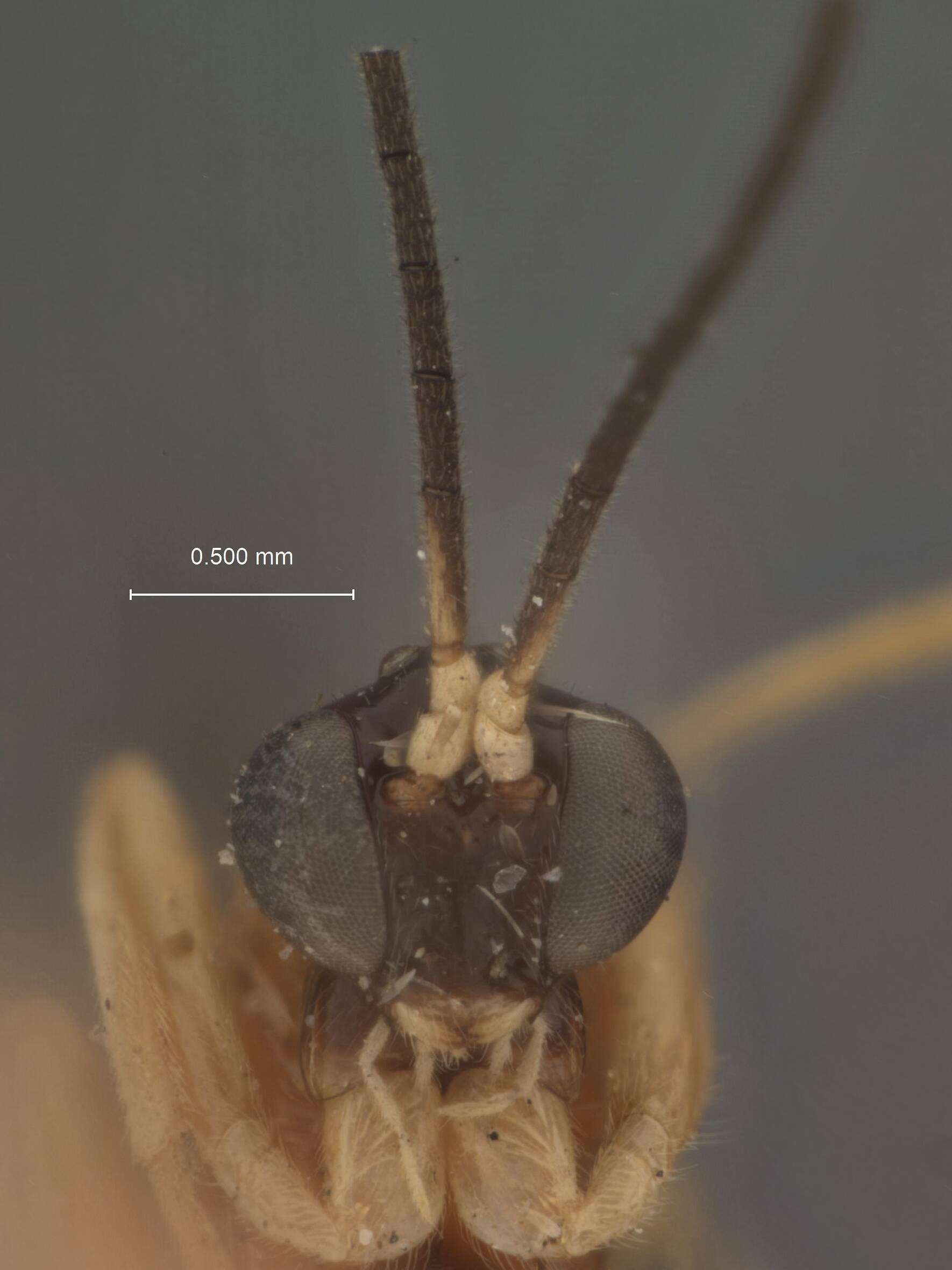 Image de Polysphincta Gravenhorst 1829