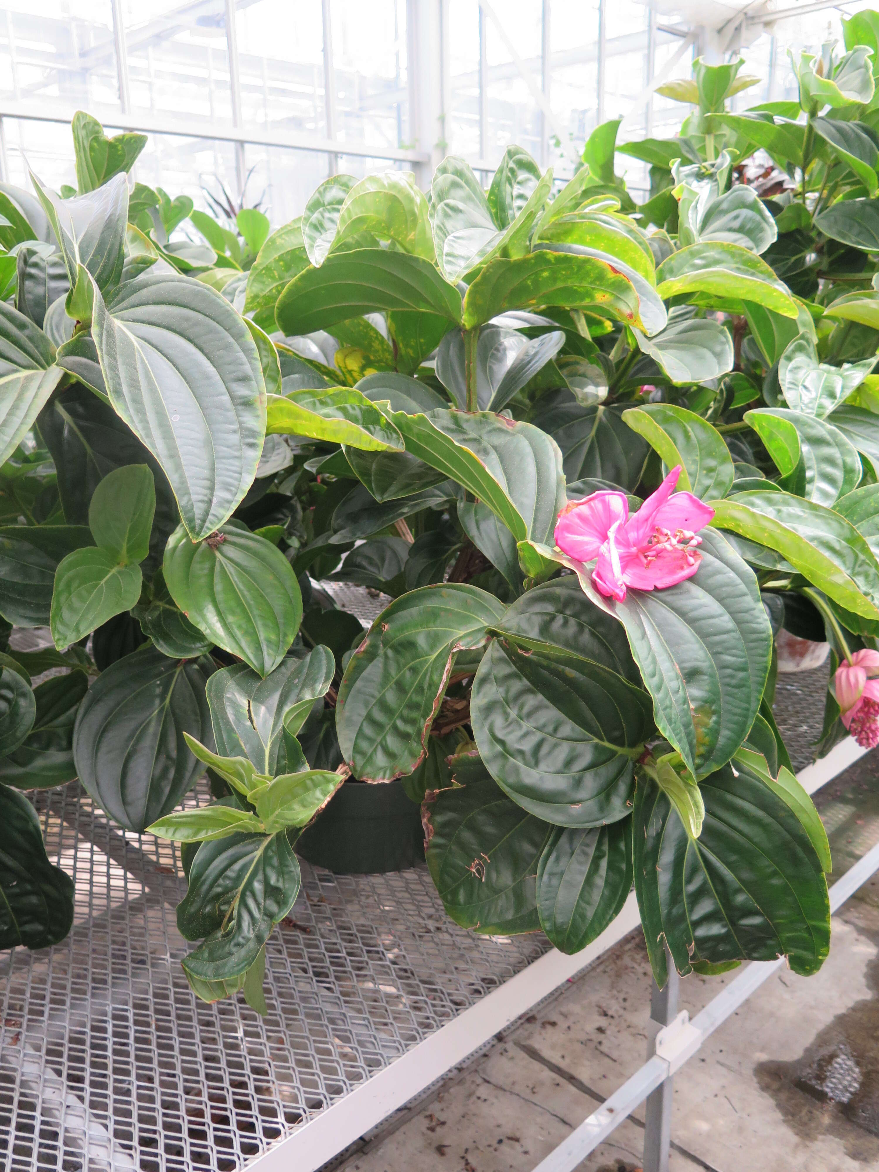 Image of showy medinilla