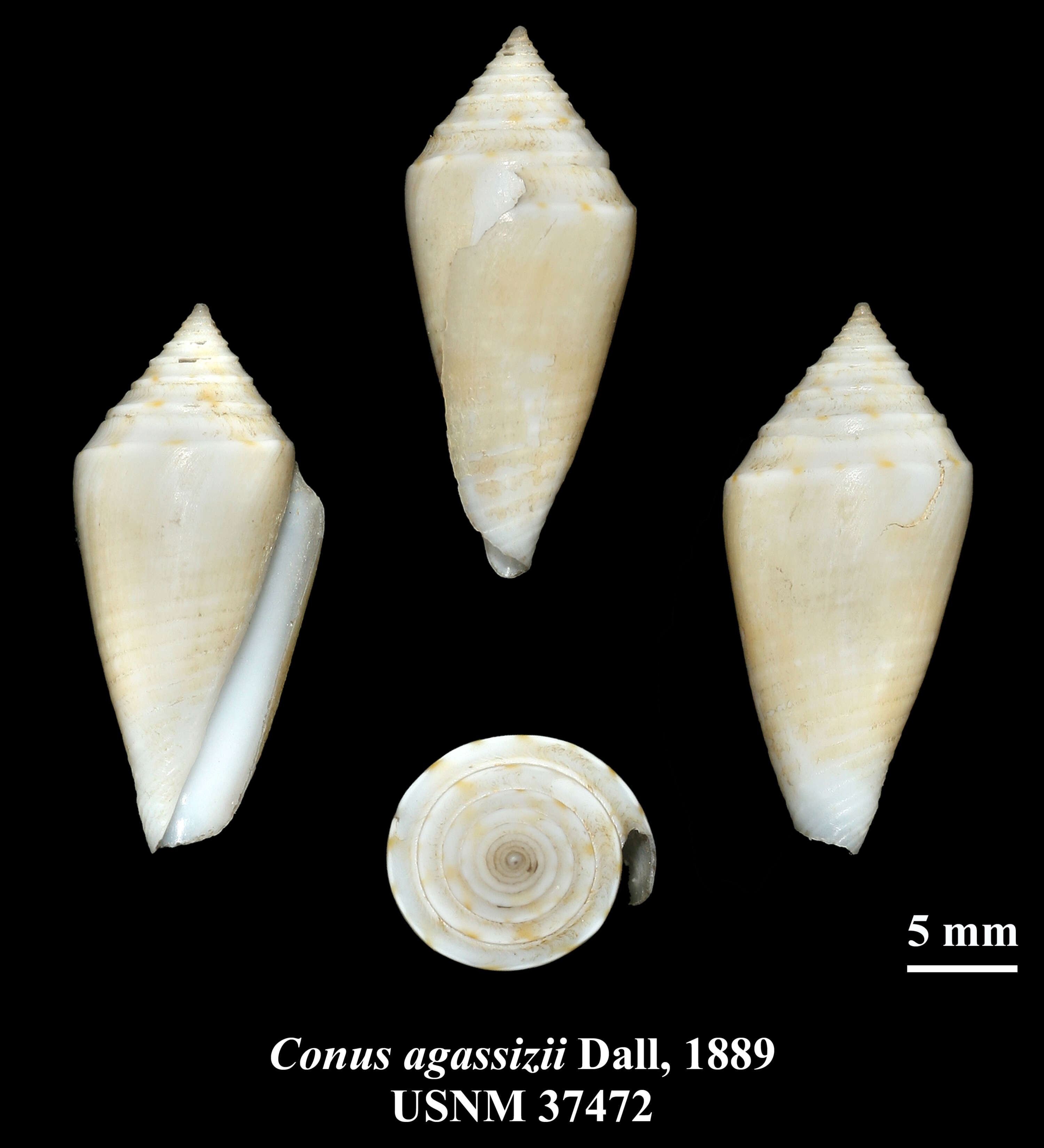 Image of Conus agassizii Dall 1886