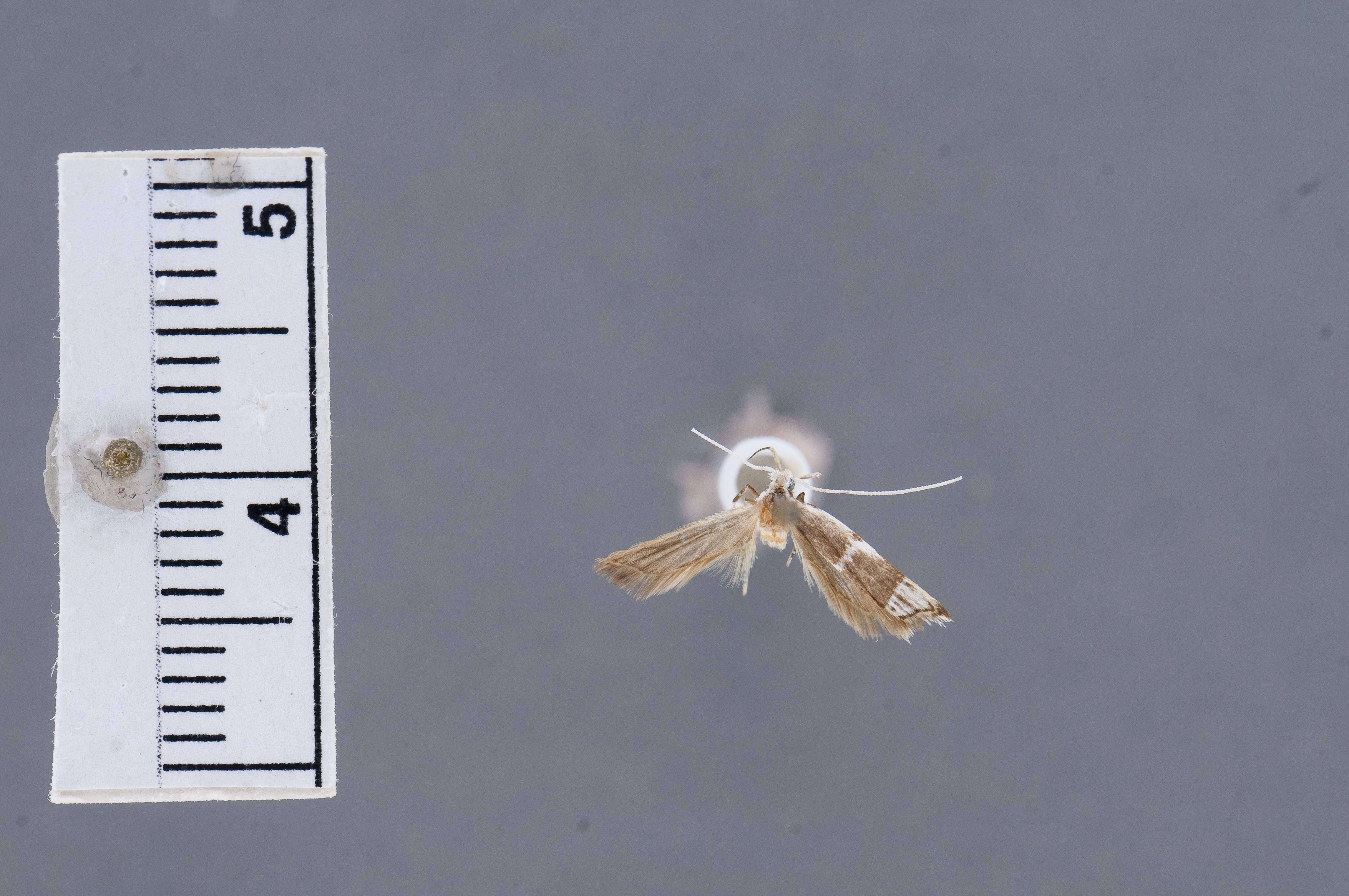 Image of Lecithocera acribostola Diakonoff 1967