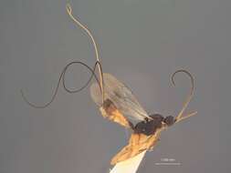 Image of Orgilus macrurus Muesebeck 1970