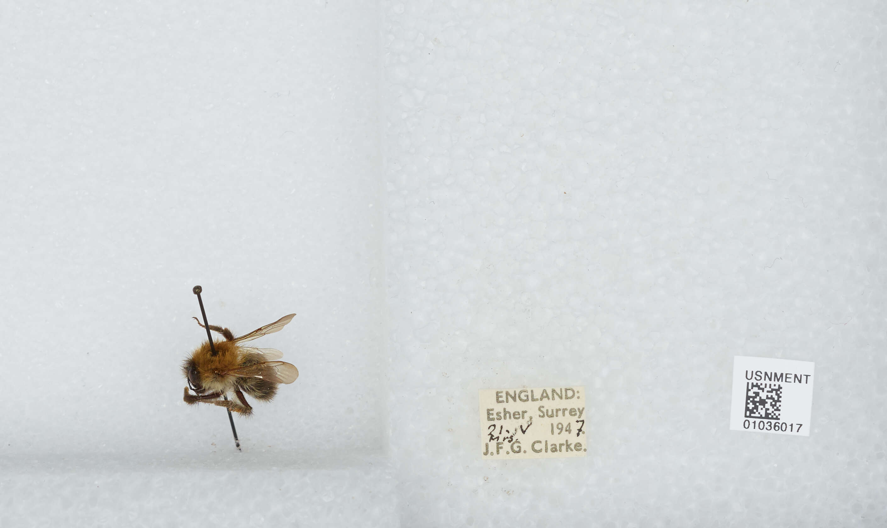 Image of Common carder bumblebee