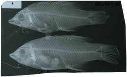 Image of Black-belt hogfish