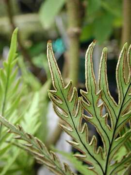 Image de Doryopteris angelica K. Wood & W. H. Wagner