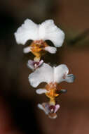 Image of Harlequin dancing-lady orchid