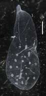 Image of Apolemia lanosa Siebert, Pugh, Haddock & Dunn 2013