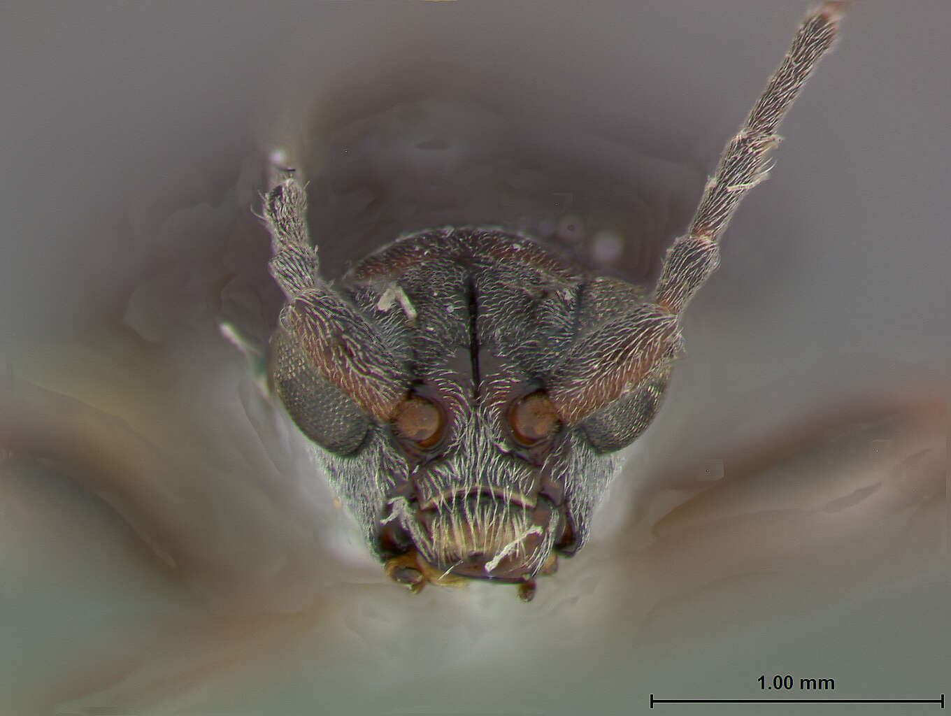 Image of Donacia (Donacia) cincticornis Newman 1838