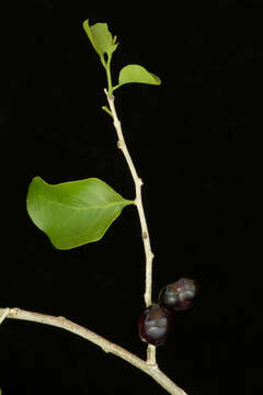 Image of Agonandra racemosa (DC.) Standl.