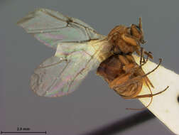 Image of <i>Disholcaspis mamillana</i>