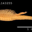 Image of Streptocephalus dichotomus Baird 1860