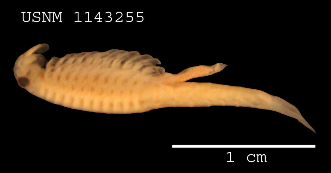 Image of Streptocephalus dichotomus Baird 1860