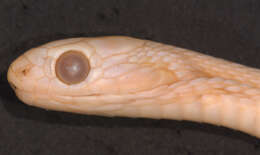 Image of Central African Egg-eating Snake