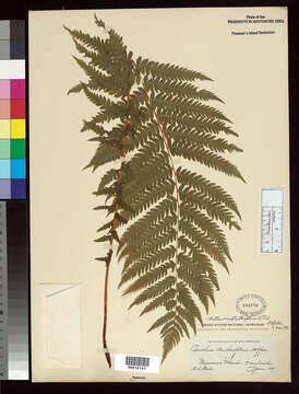 Image of ostrich fern