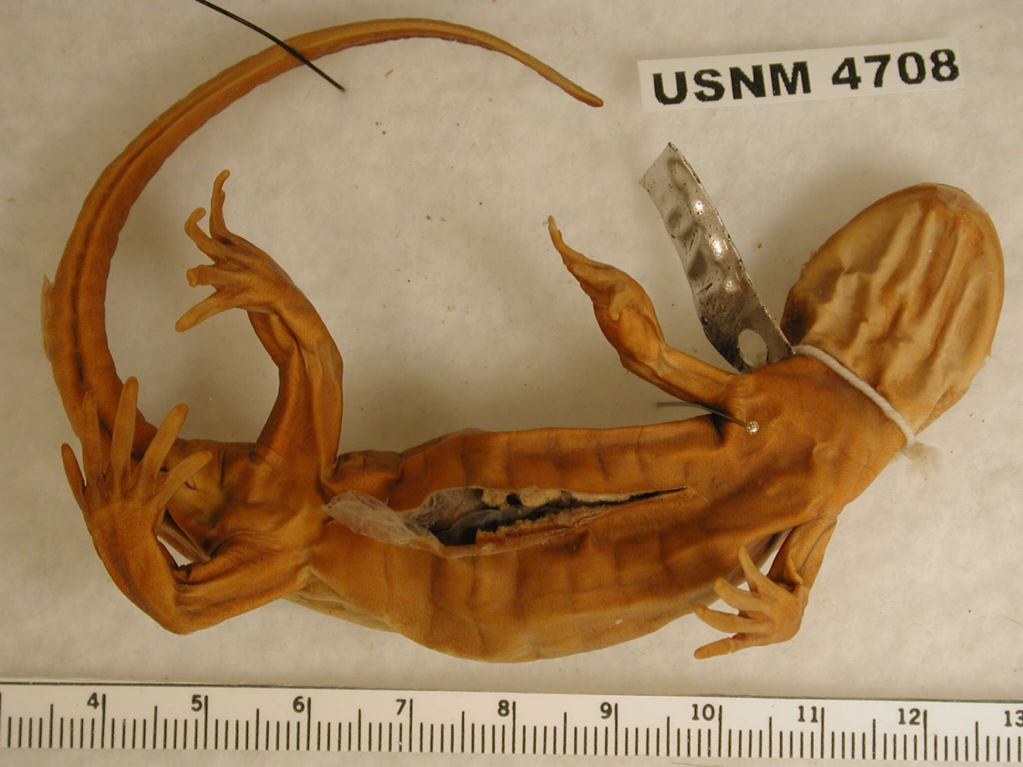 Sivun Ambystoma gracile (Baird 1859) kuva