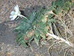 Oenothera cespitosa subsp. navajoensis W. L. Wagner, R. E. Stockhouse & W. M. Klein resmi