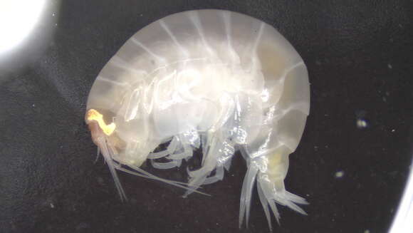 Image of Amphipoda