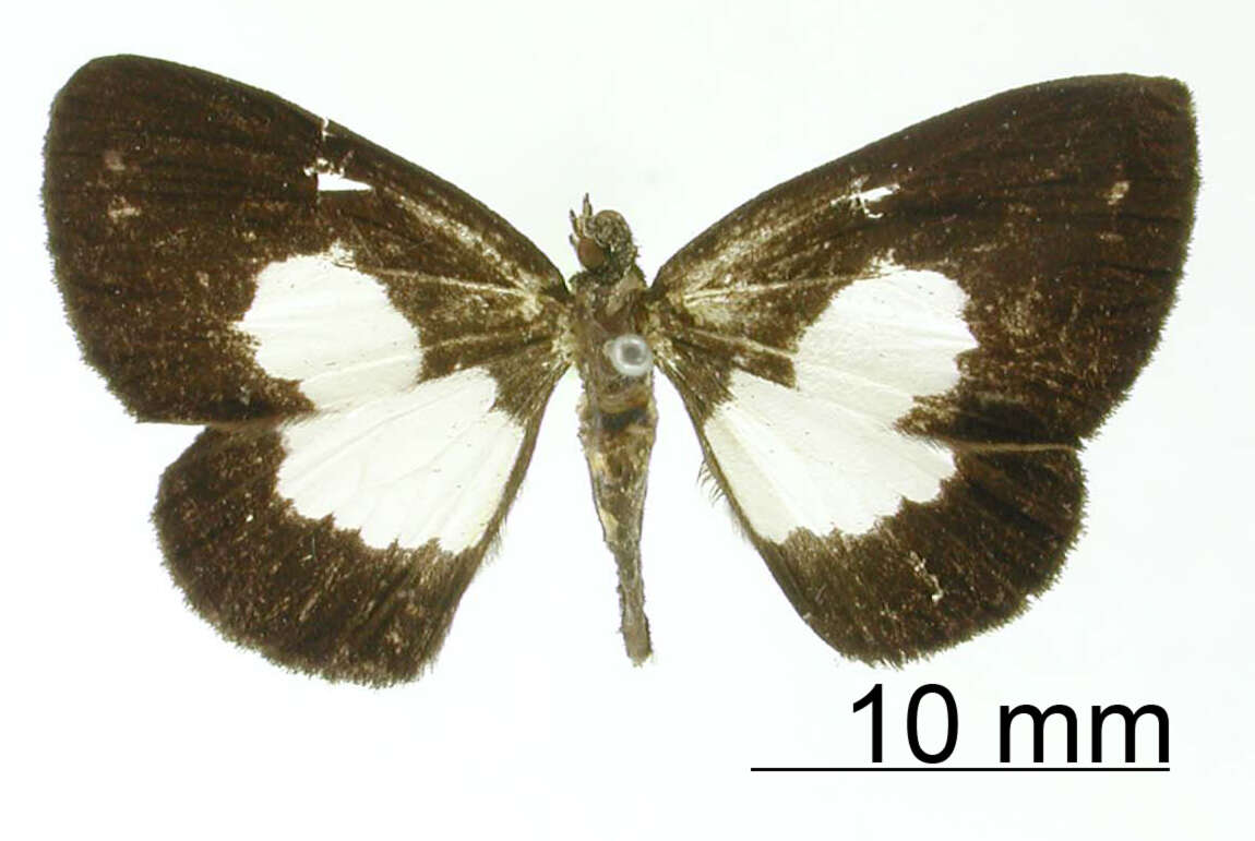 Image of Heterusia picata Dognin 1904