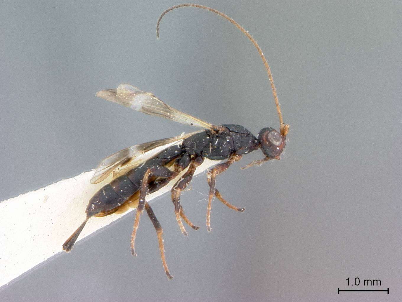 Image of Rhaconotus atratus Marsh 1976