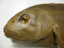 Image of Enigmatic tilefish