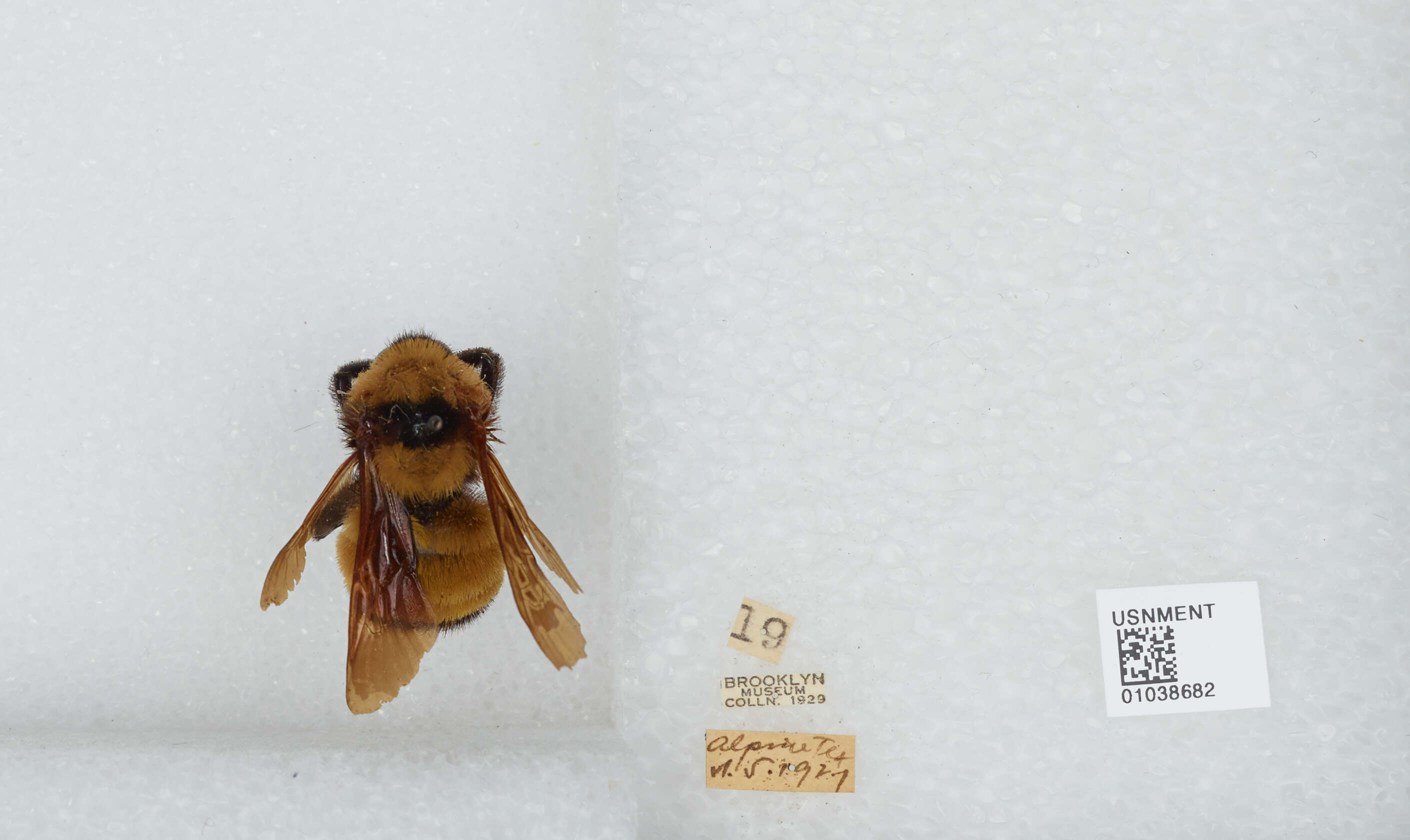 Image of Sonoran Bumble Bee