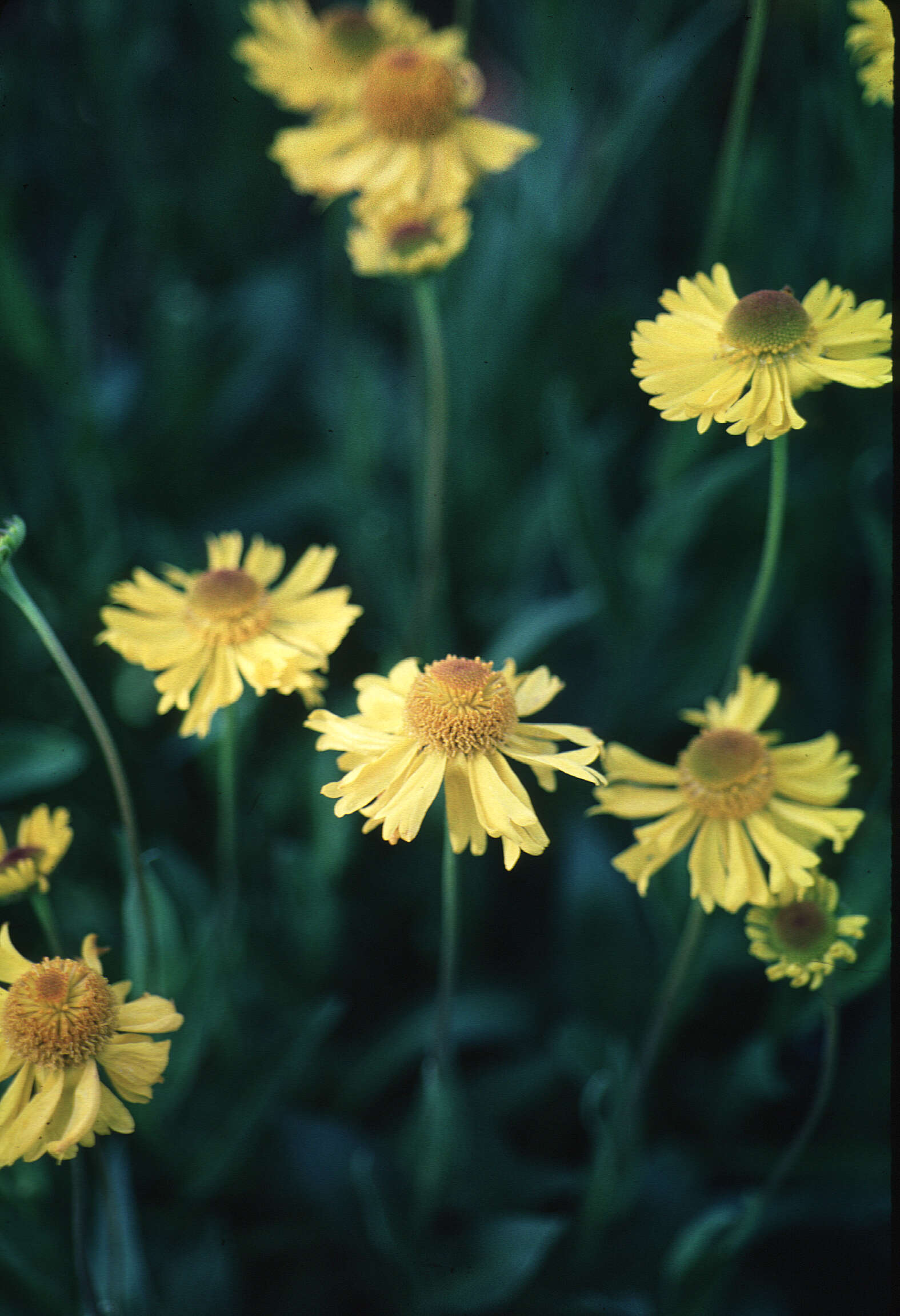 Image of Bigelow's sneezeweed