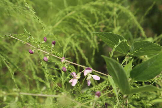 Imagem de Phaseolus polystachios (L.) Britton et al.