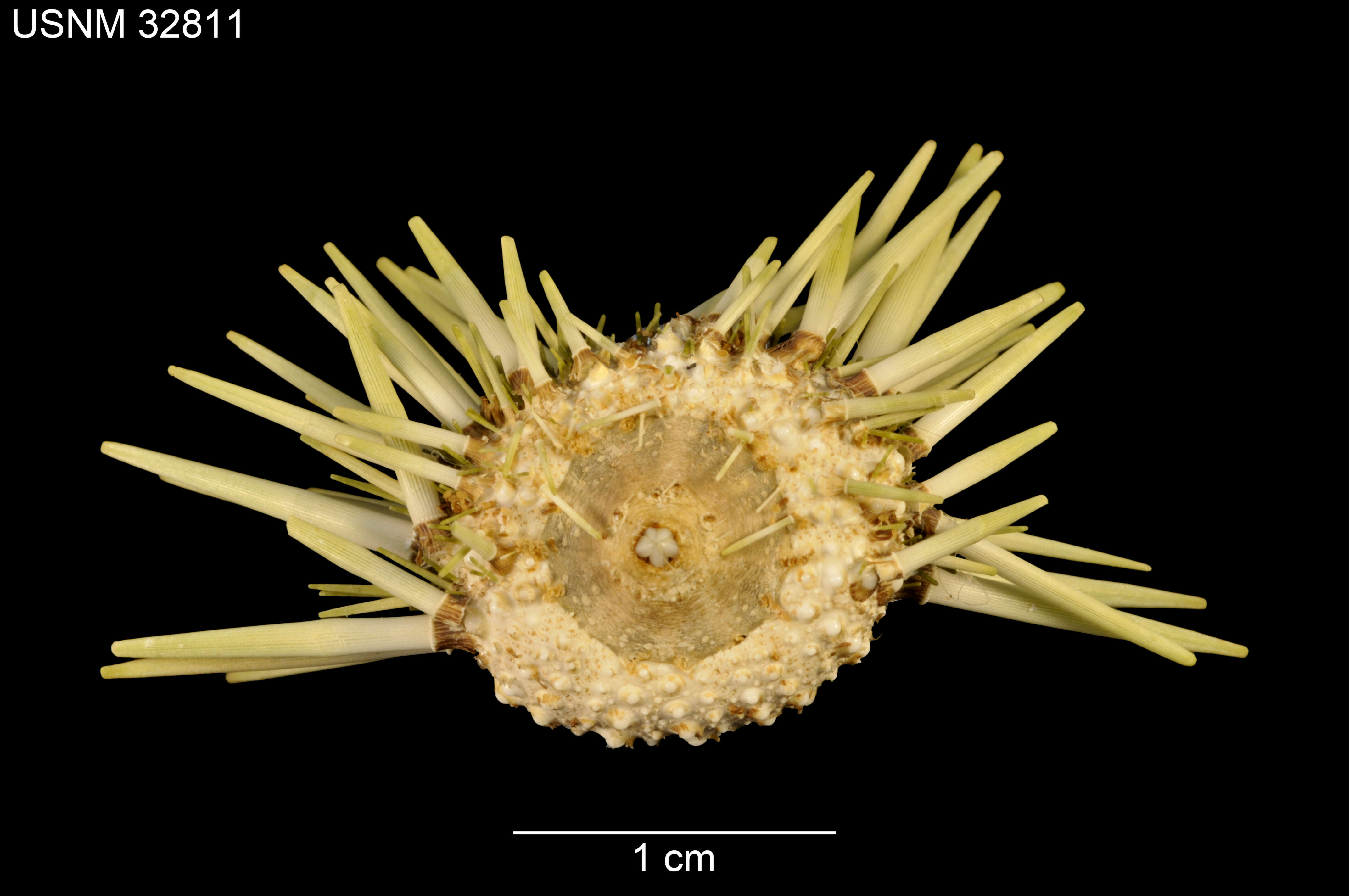 Image of Burrowing urchin