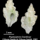 Image of Pygmaepterys lourdesae J. Gibson-Smith & W. Gibson-Smith 1983