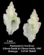 Image of Pygmaepterys lourdesae J. Gibson-Smith & W. Gibson-Smith 1983