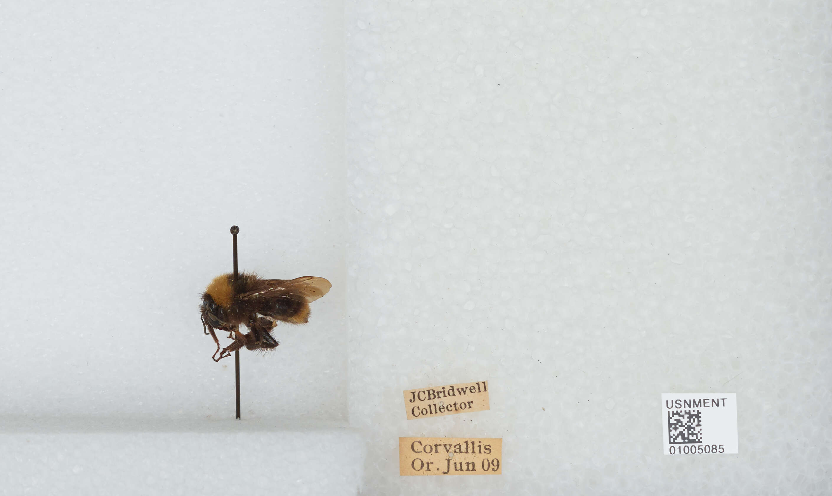 Image of California Bumble Bee