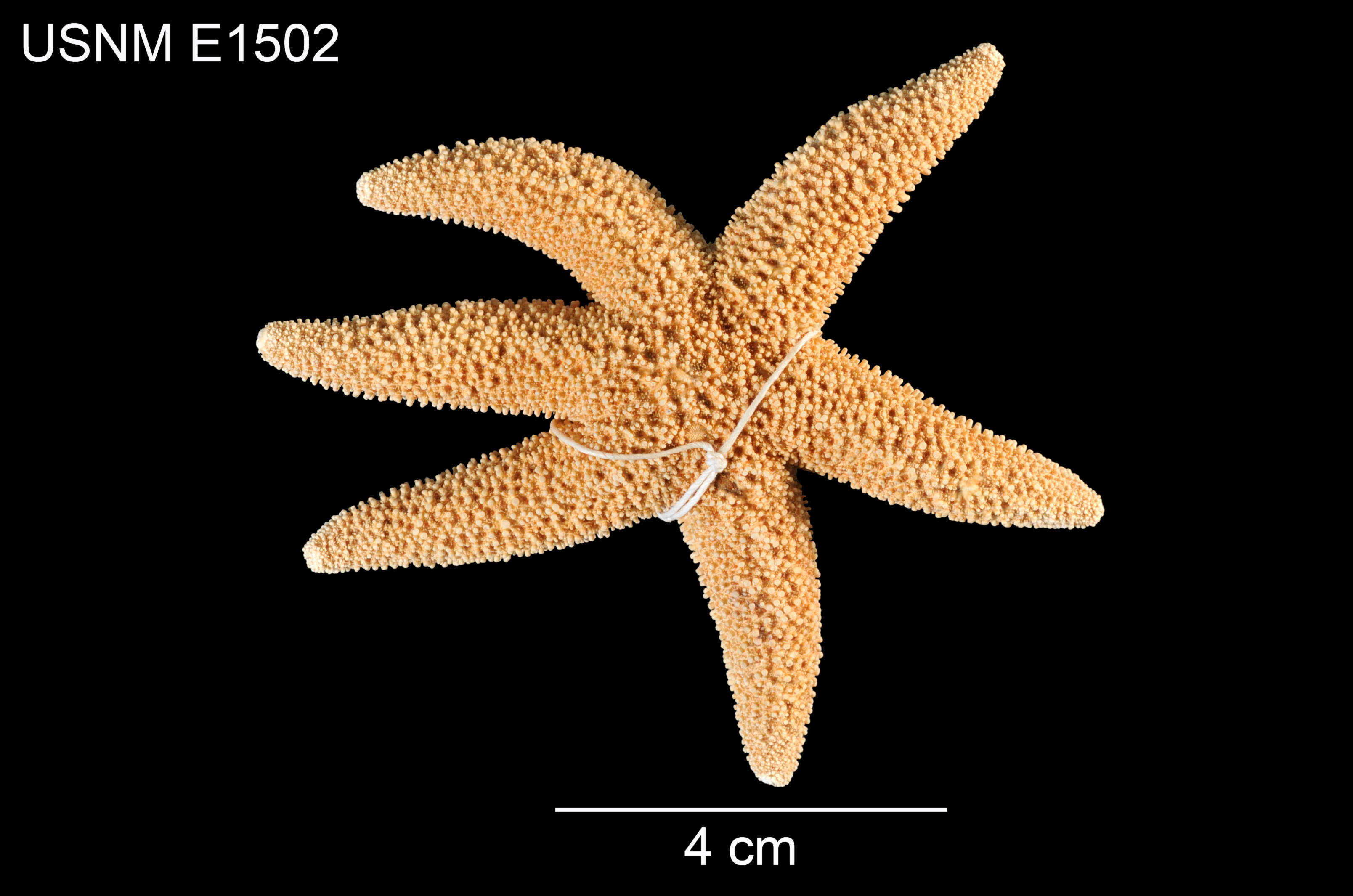 Imagem de Leptasterias (Hexasterias) alaskensis asiatica Fisher 1930