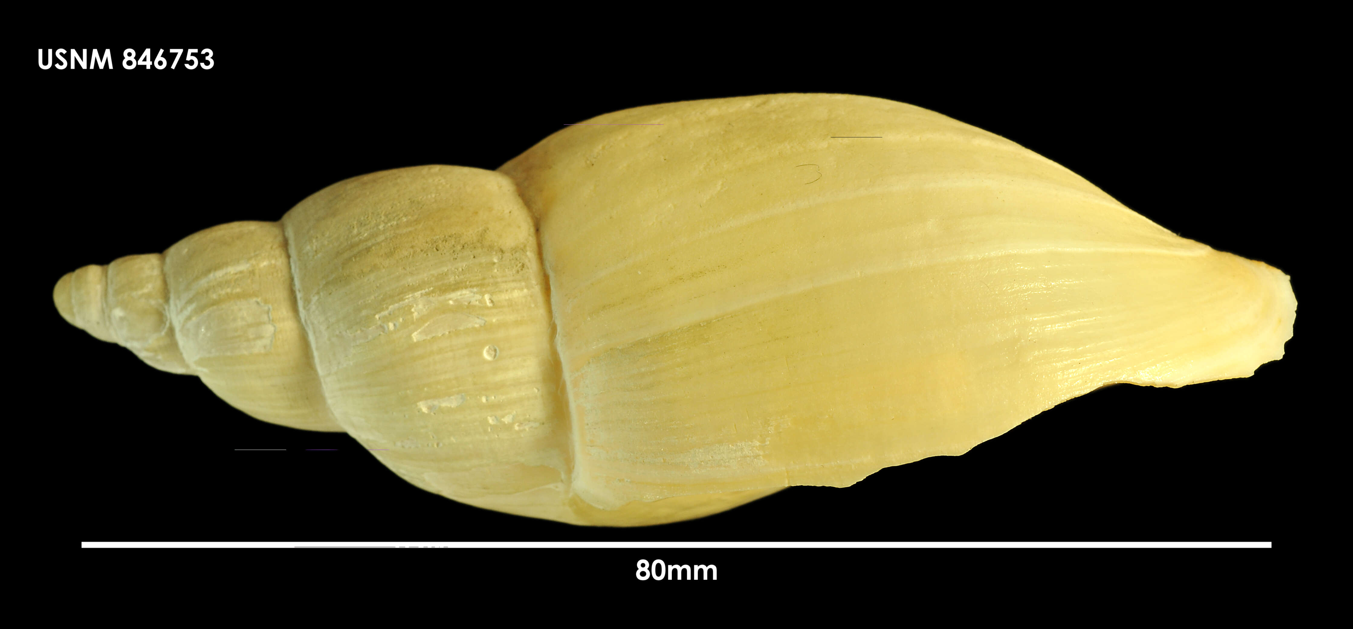 Image of Odontocymbiola pescalia Clench & R. D. Turner 1964